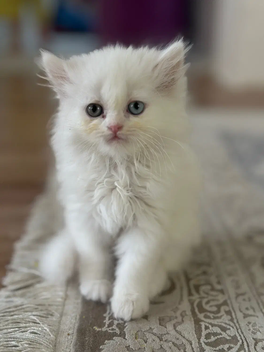 پیشی|گربه|گنبد کاووس, |دیوار