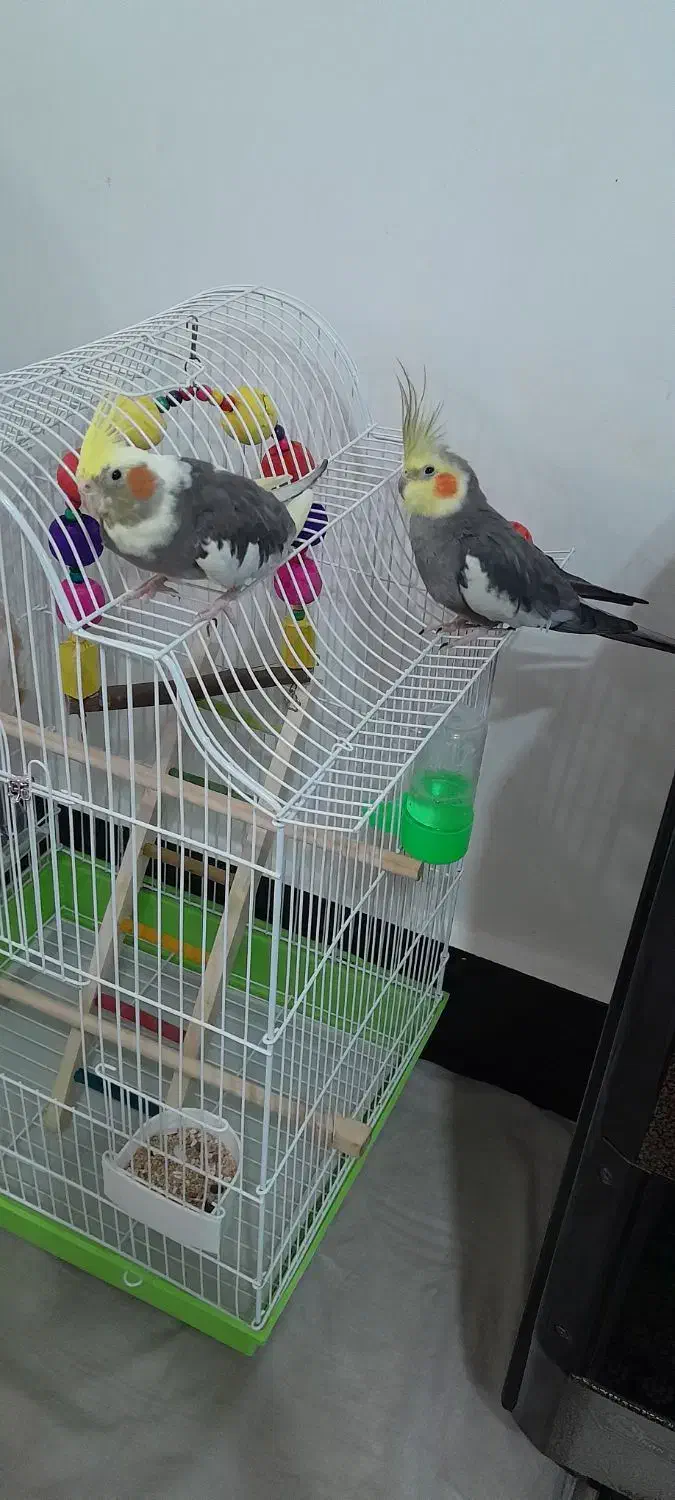 عروس هلندی|پرنده|ضیابر, |دیوار