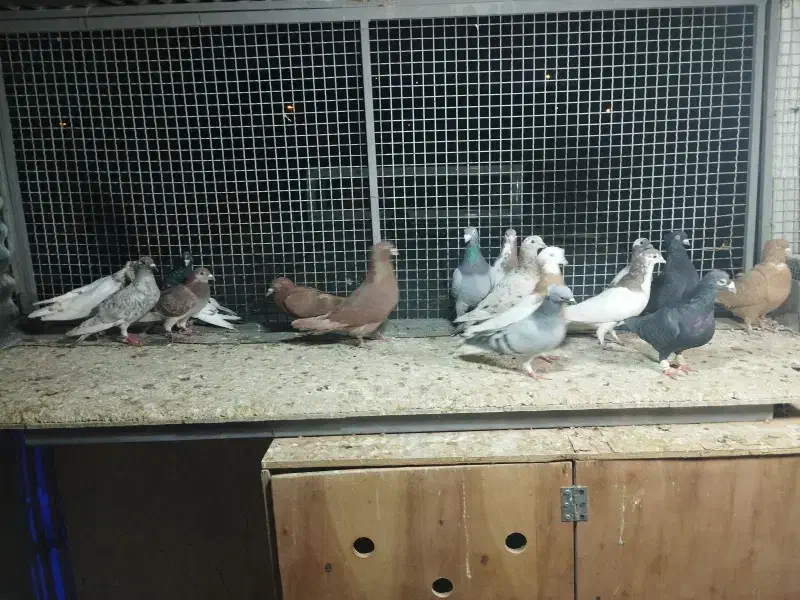 کفتر|پرنده|شیراز, شیخ روزبهان|دیوار