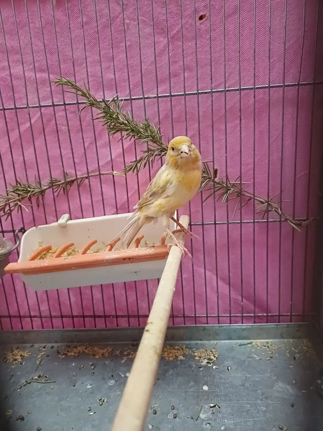 قناری ماده جفتی سهره اماده|پرنده|فردیس, نگارستان|دیوار