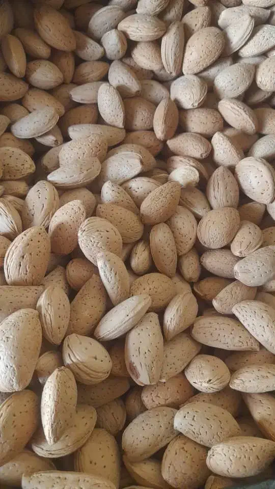 بادام تلخ|خوردنی و آشامیدنی|شیراز, عادل آباد|دیوار