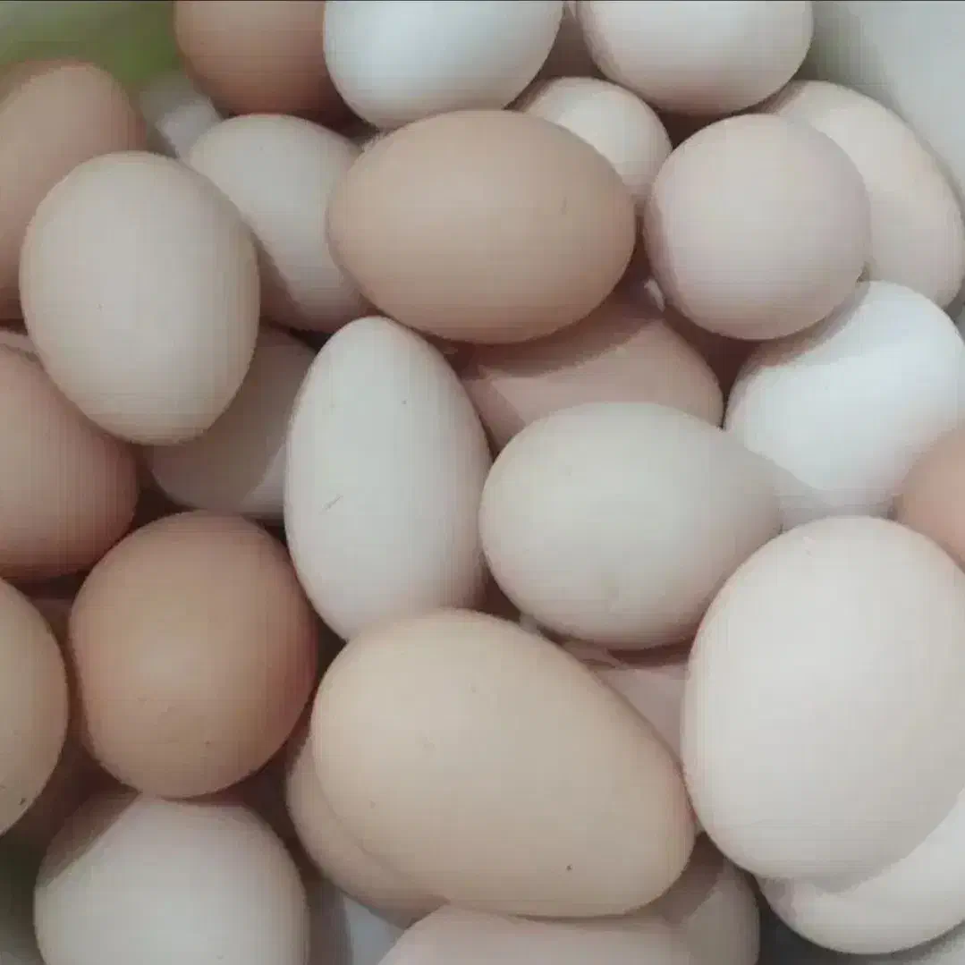 تخم مرغ محلی تازه تازه|خوردنی و آشامیدنی|زاغه, |دیوار