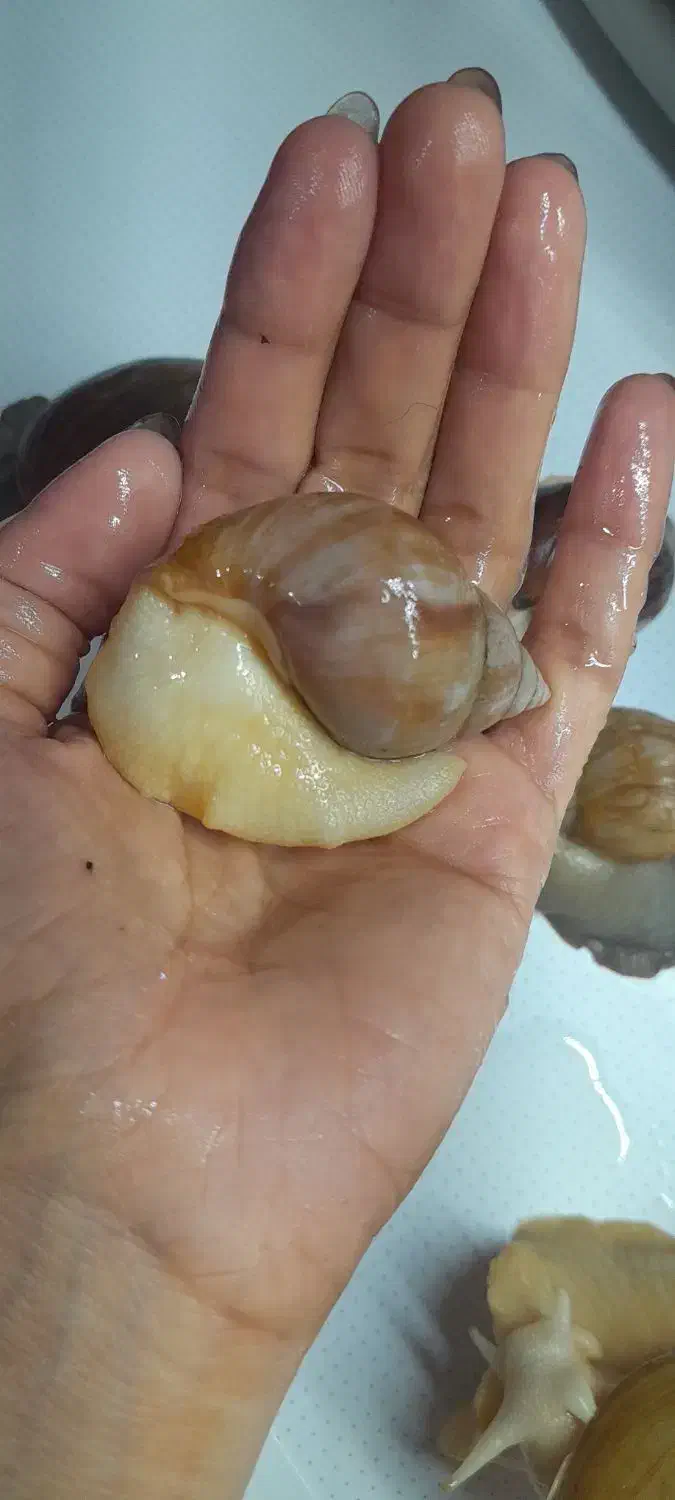 حلزون مولد|خزنده|تهران, خواجه نظام الملک|دیوار