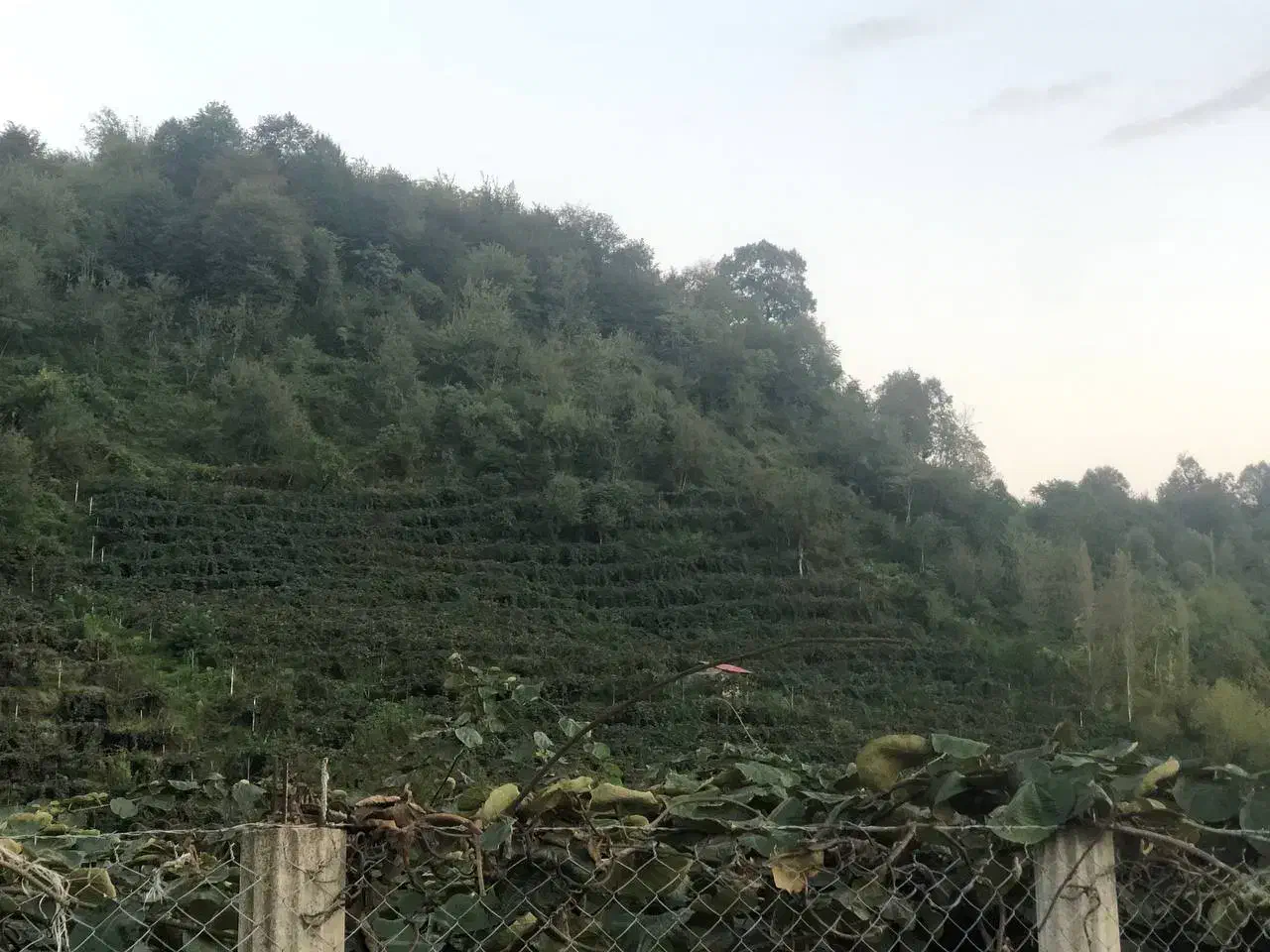 زمین باغ کیوی|فروش زمین و ملک کلنگی|ویلکیج, |دیوار