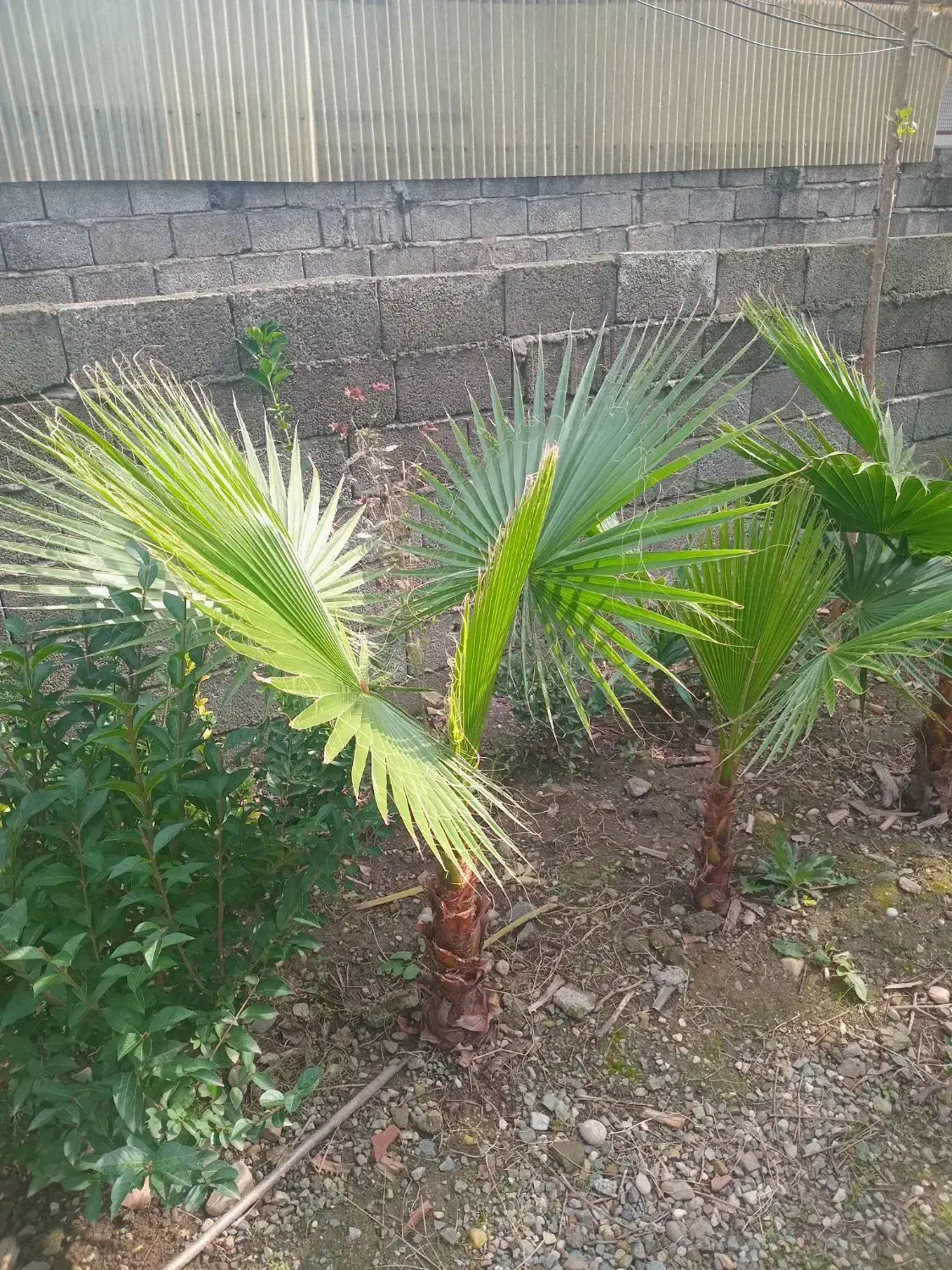 پالم، یوکا، یاس هلندی|گل و گیاه طبیعی|رحیم‌آباد, |دیوار