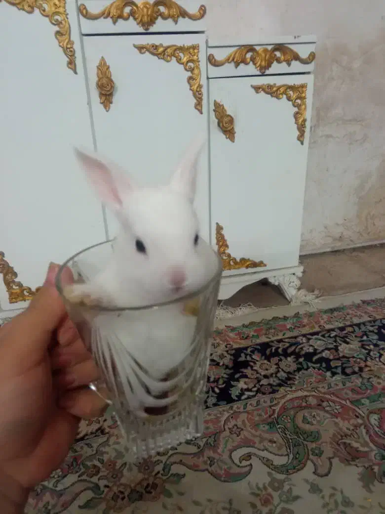 خرگوش کوچولوناز|موش و خرگوش|قم, شهر قائم|دیوار