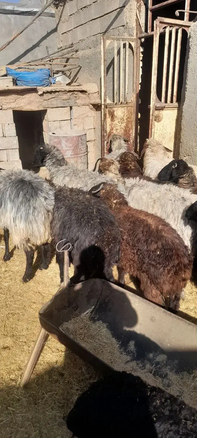 تعدای میش سوز ملحه بره دار قیمت توافقی|حیوانات مزرعه|رونیز, |دیوار