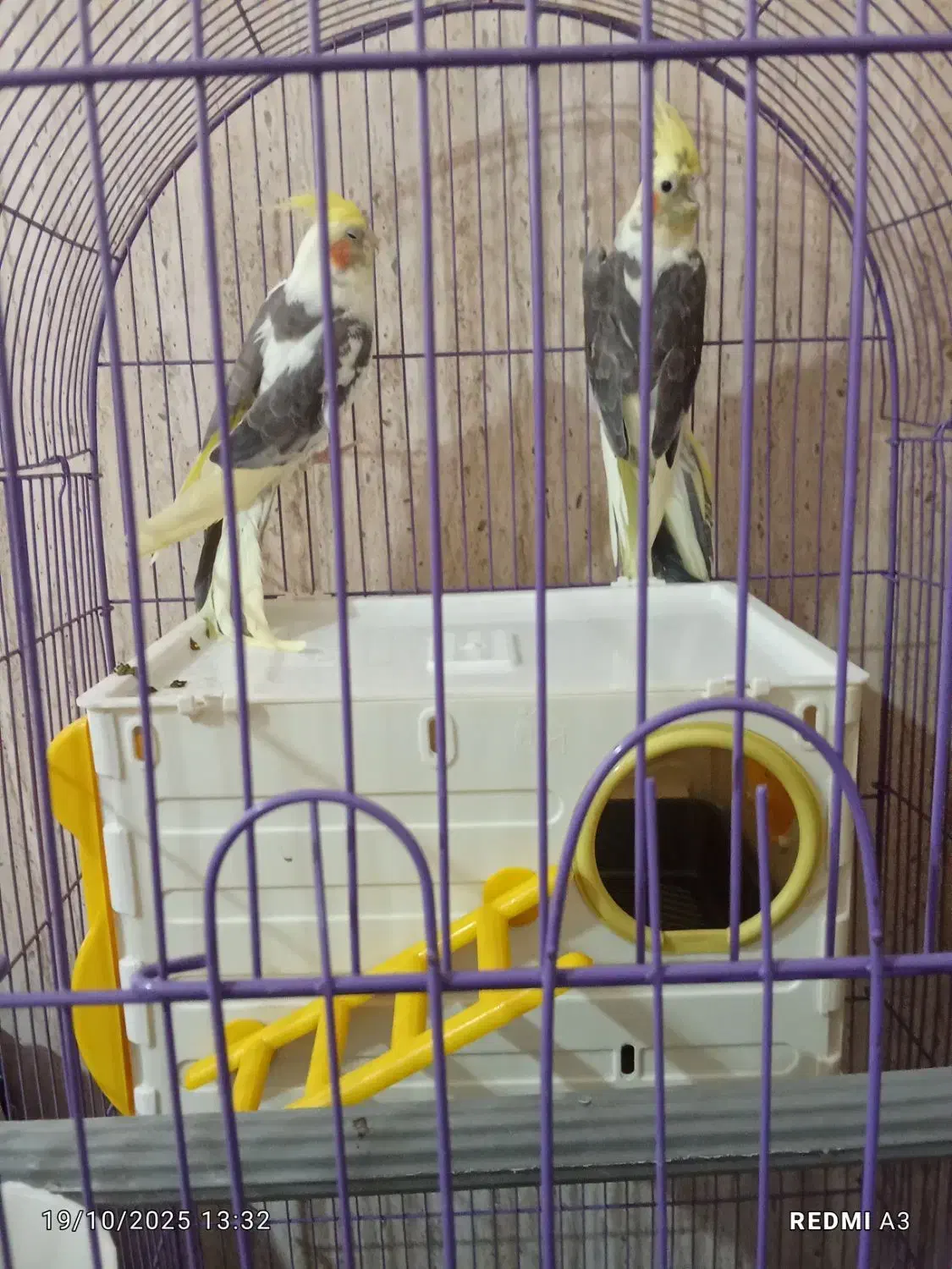 عروس هلندی|پرنده|تخت, |دیوار