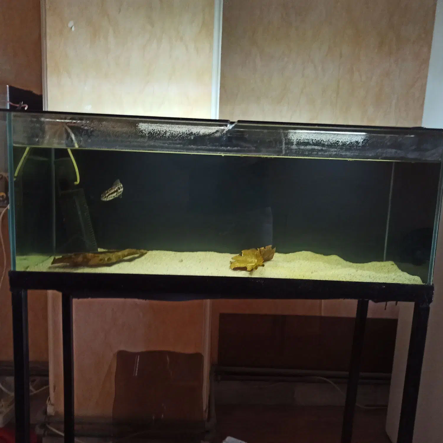 آکواریوم ضد خش apa|ماهی|کرج, مصباح|دیوار