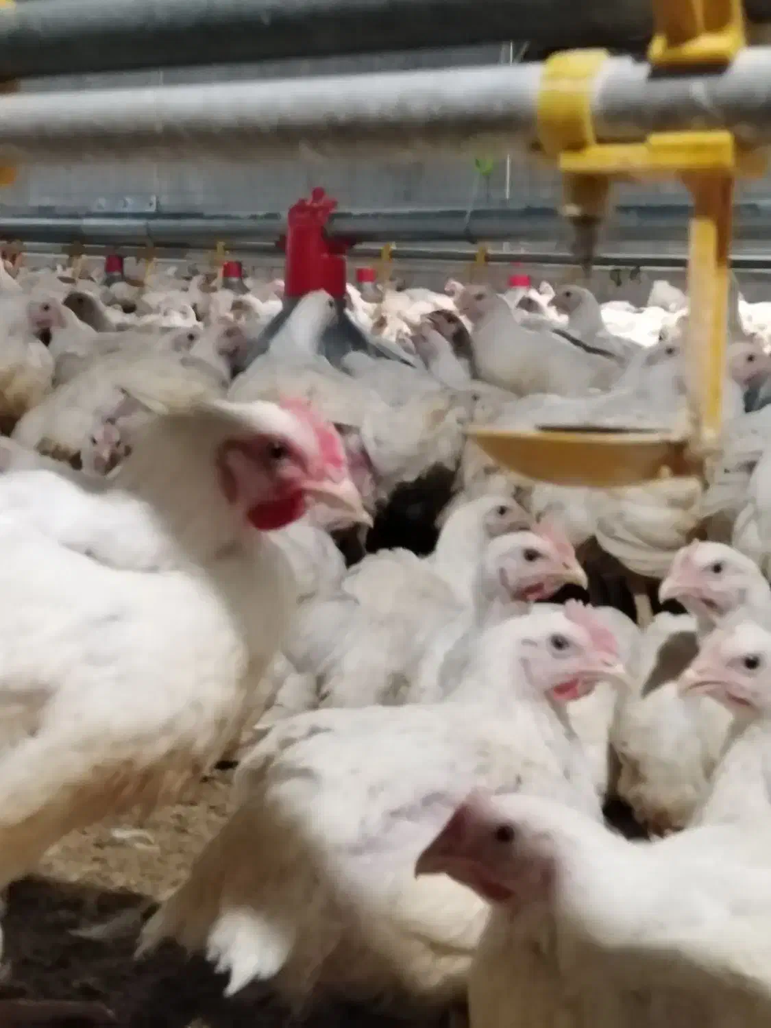 کارگرمرغداری|استخدام صنعتی، فنی، مهندسی|نقده, |دیوار