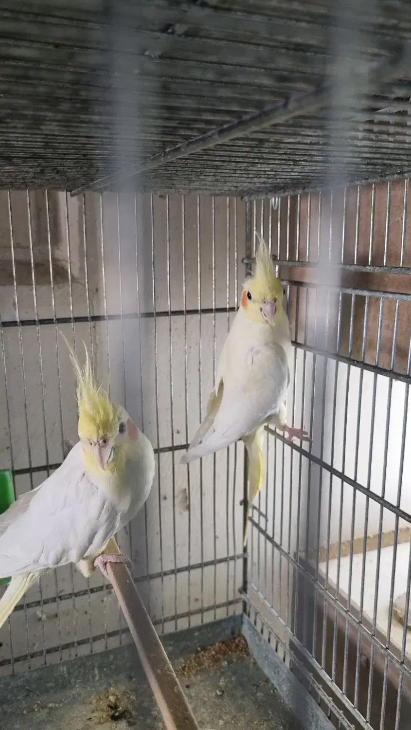 عروس هلندی مولدباآشیونه|پرنده|خمینی‌شهر, |دیوار