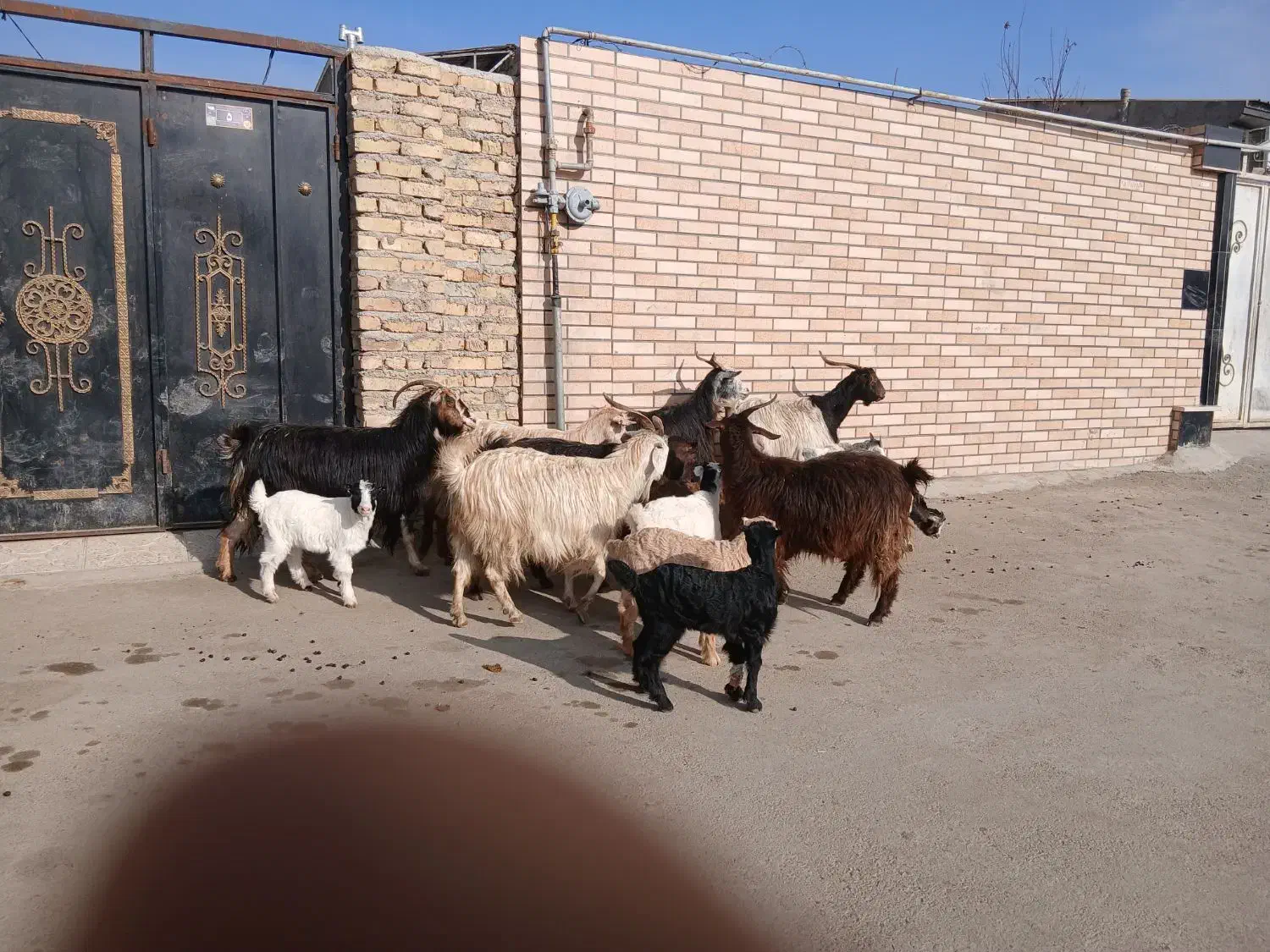 ۷رس بز|حیوانات مزرعه|جوادآباد, |دیوار