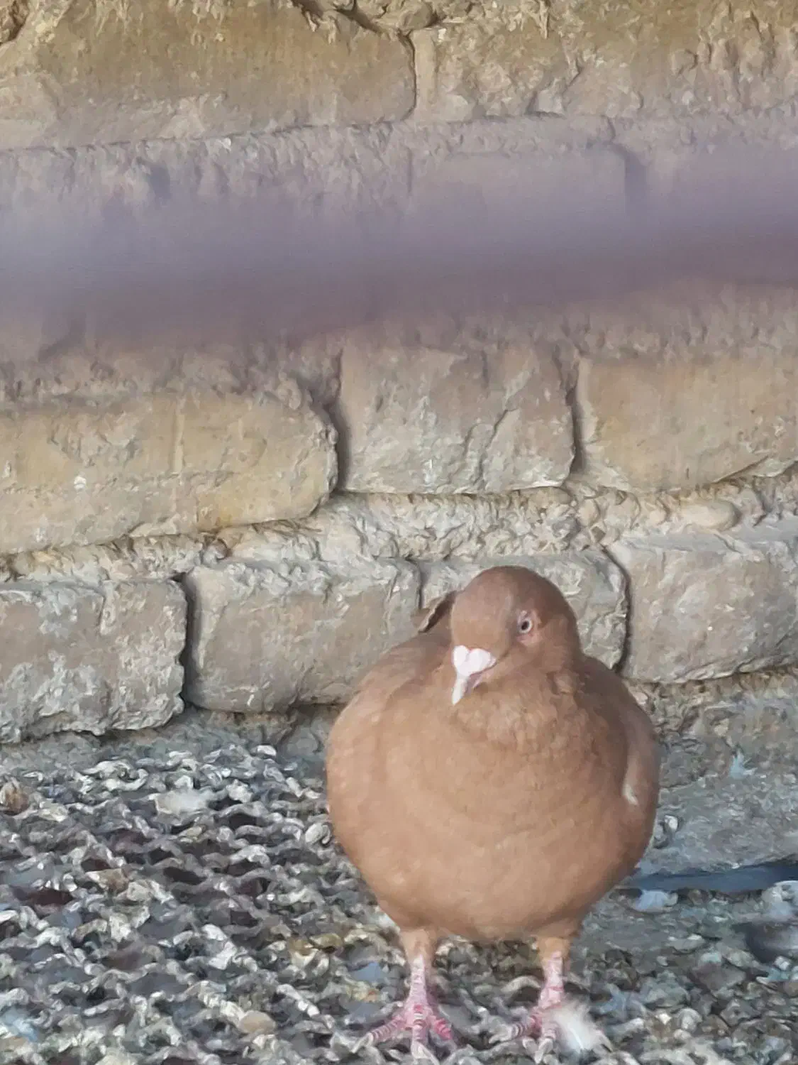 ماده زرد پرتقالی|پرنده|سپیدان, |دیوار