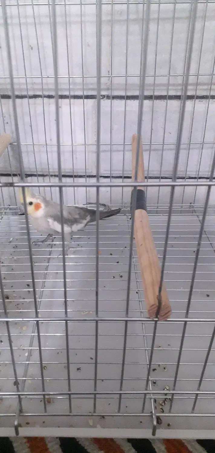 عروس هلندی نر|پرنده|مبارکه, |دیوار