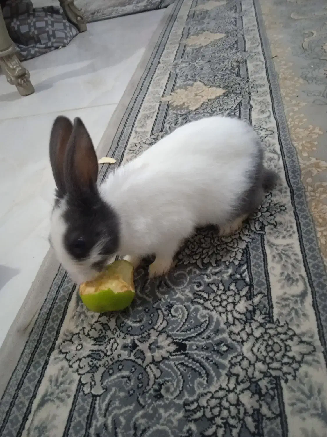 خرگوش پنج ماهه|موش و خرگوش|لولمان, |دیوار