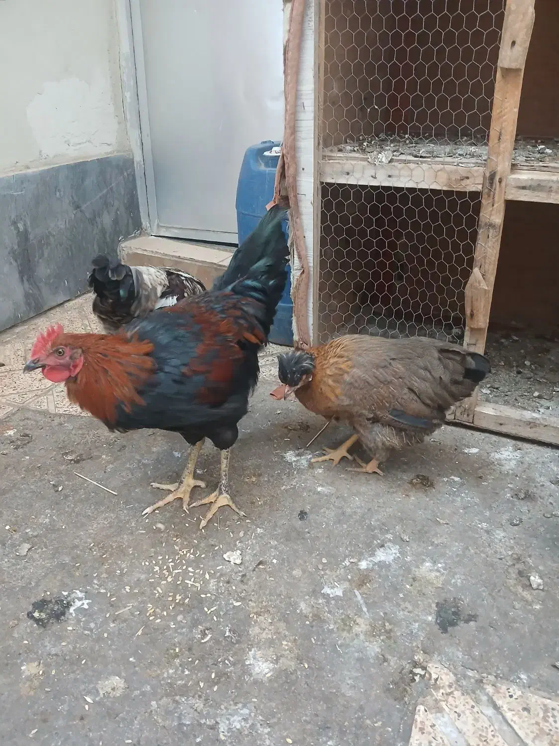 مرغ و خروس|حیوانات مزرعه|صوفیان, |دیوار