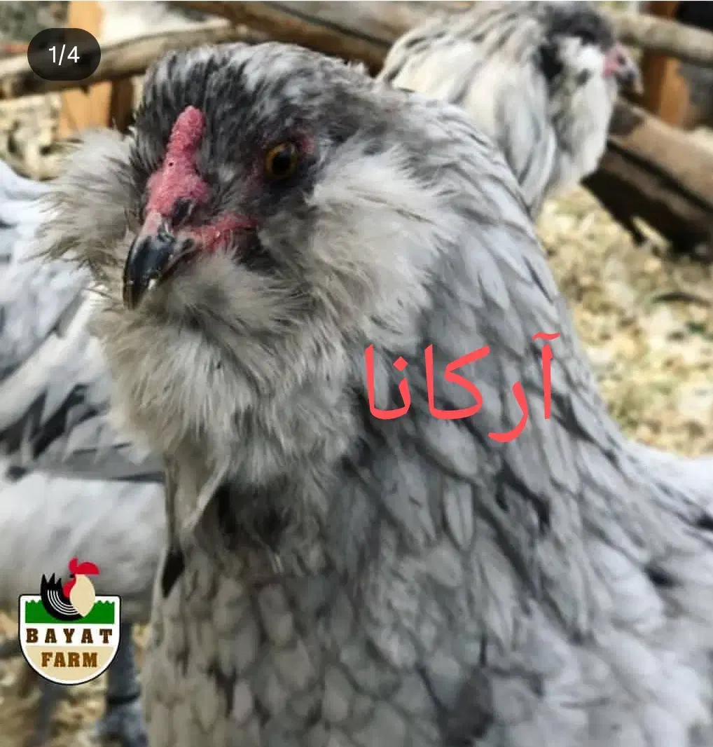 تخم گلین ، آرکانا نطفه دار|حیوانات مزرعه|سبزوار, ایزی شهر|دیوار