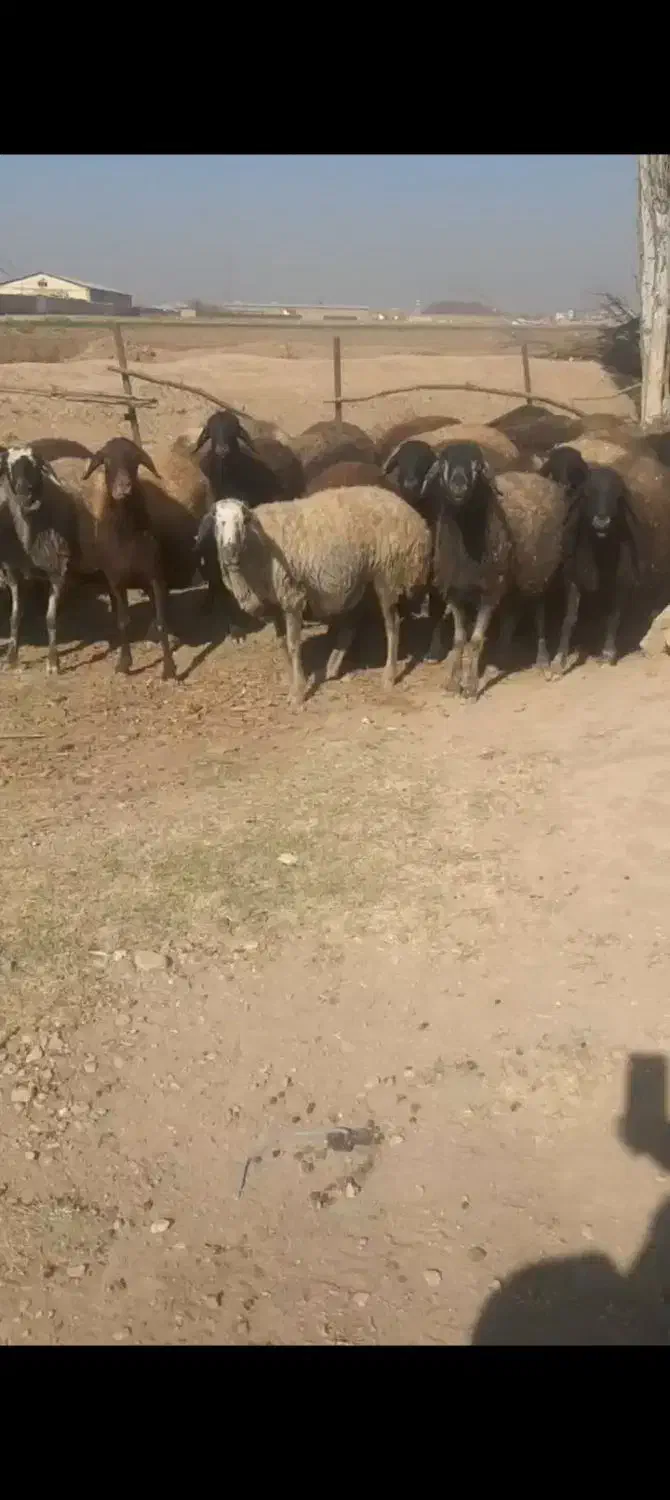 فروش فوری گوسفند|حیوانات مزرعه|الوند, |دیوار