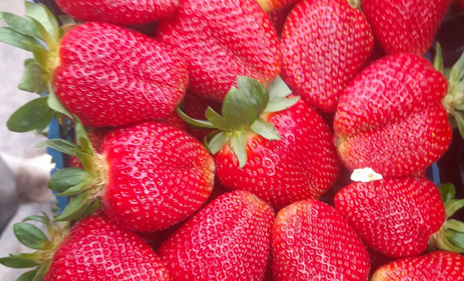 نهال توت فرنگی رقم آلبیون|خدمات باغبانی و درختکاری|علی‌آباد کتول, |دیوار