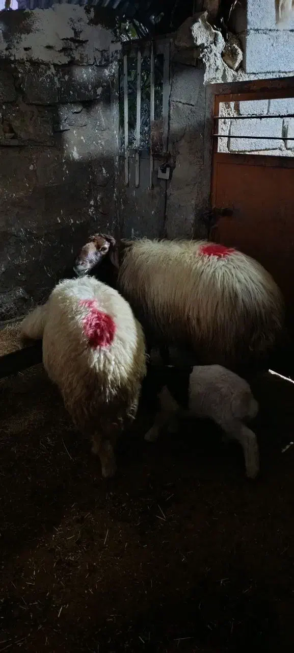 قوچ بپر|حیوانات مزرعه|کارزان, |دیوار