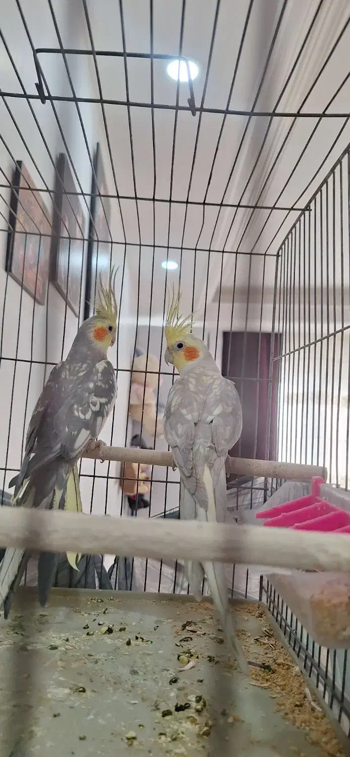 عروس هلندی جفت|پرنده|قم, علی آباد سعدگان|دیوار