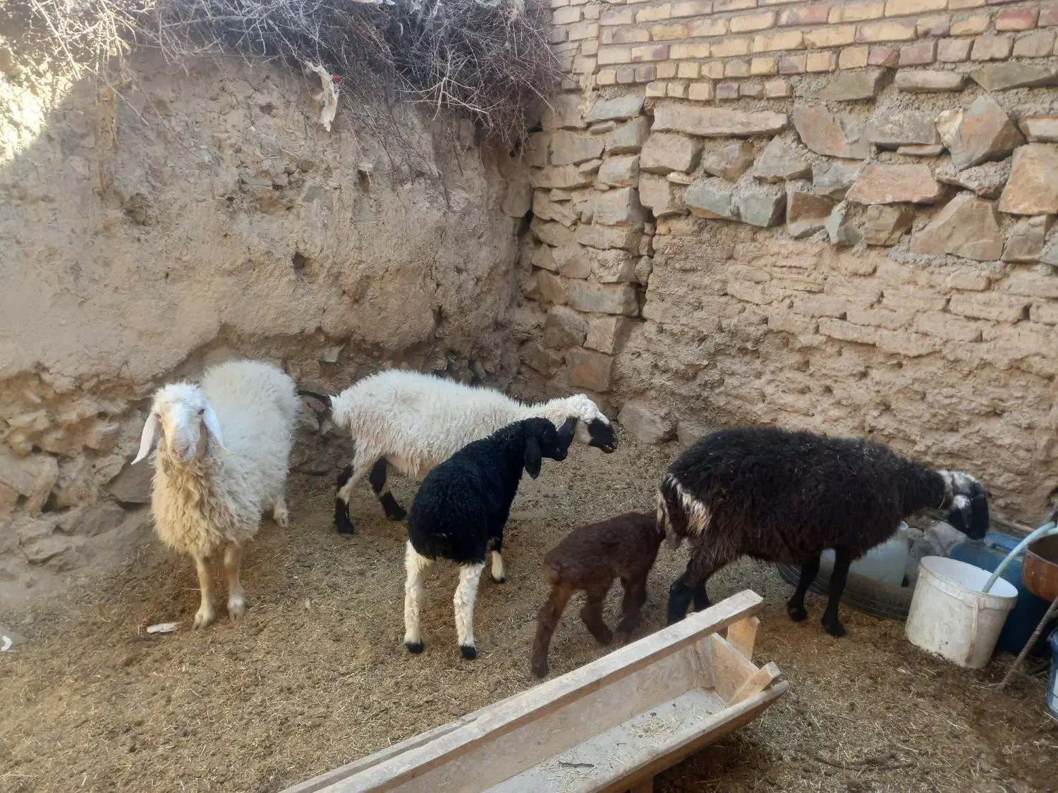 میش وبره|حیوانات مزرعه|بیرجند, |دیوار