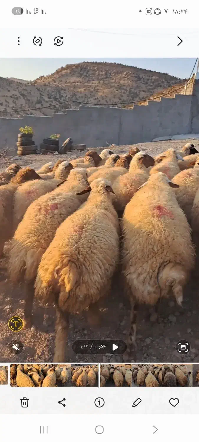 ۳۰راس گوسفند جوان اکثرا شک زوله گلچین مالچه|حیوانات مزرعه|هلیلان, |دیوار