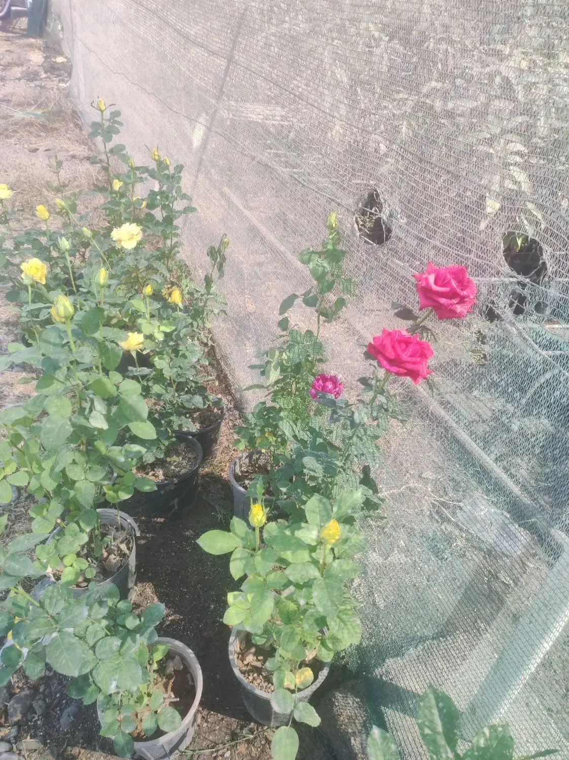 فروش و کاشت  درختان گرمسیری، گل ،گیاه ،سم وکود|خدمات باغبانی و درختکاری|بندرلنگه, |دیوار