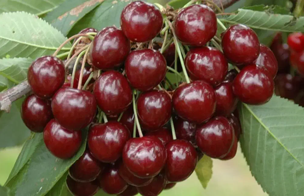 نهالستان انواع درجه یک صنوبر و گردو|خدمات باغبانی و درختکاری|محمدشهر, شهرک پیام (مهرالبرز)|دیوار