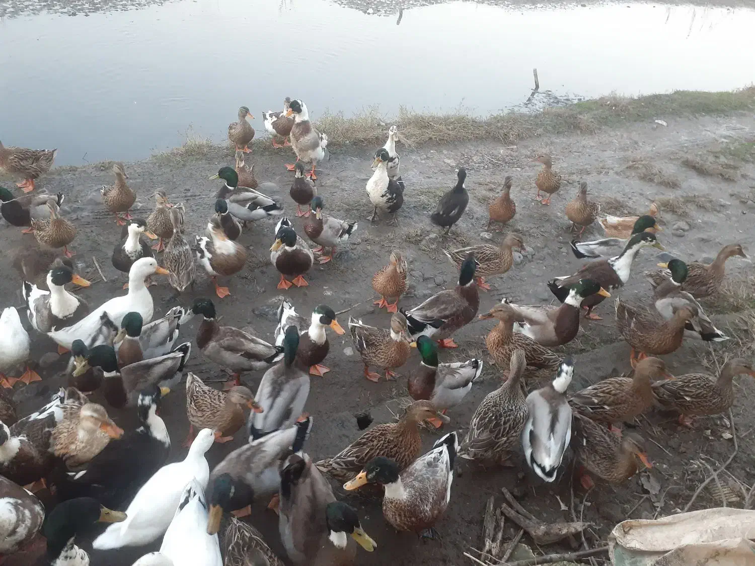 اردک پروازی و محلی|حیوانات مزرعه|رودبنه, |دیوار