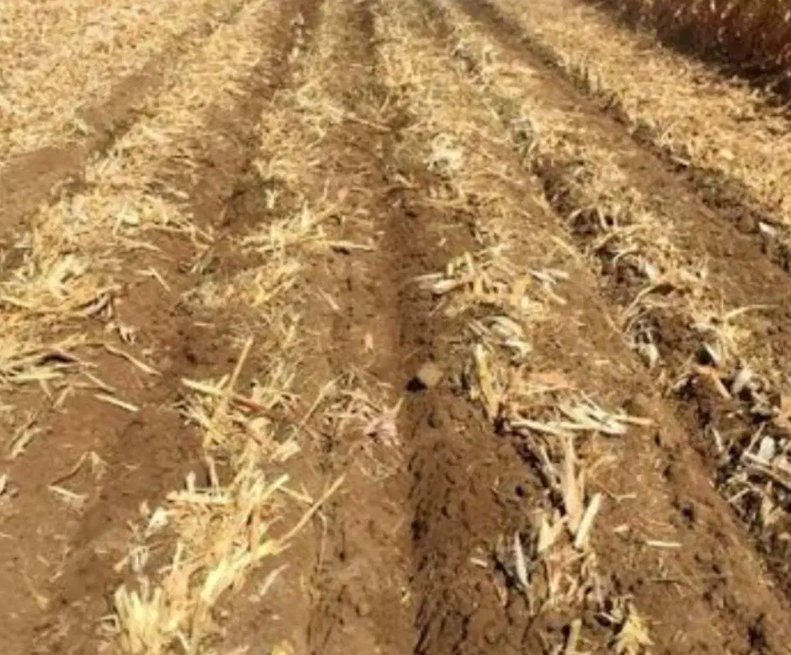 فروش ۴۰هکتار زمین مزروعی دلگان|فروش زمین و ملک کلنگی|دلگان, |دیوار