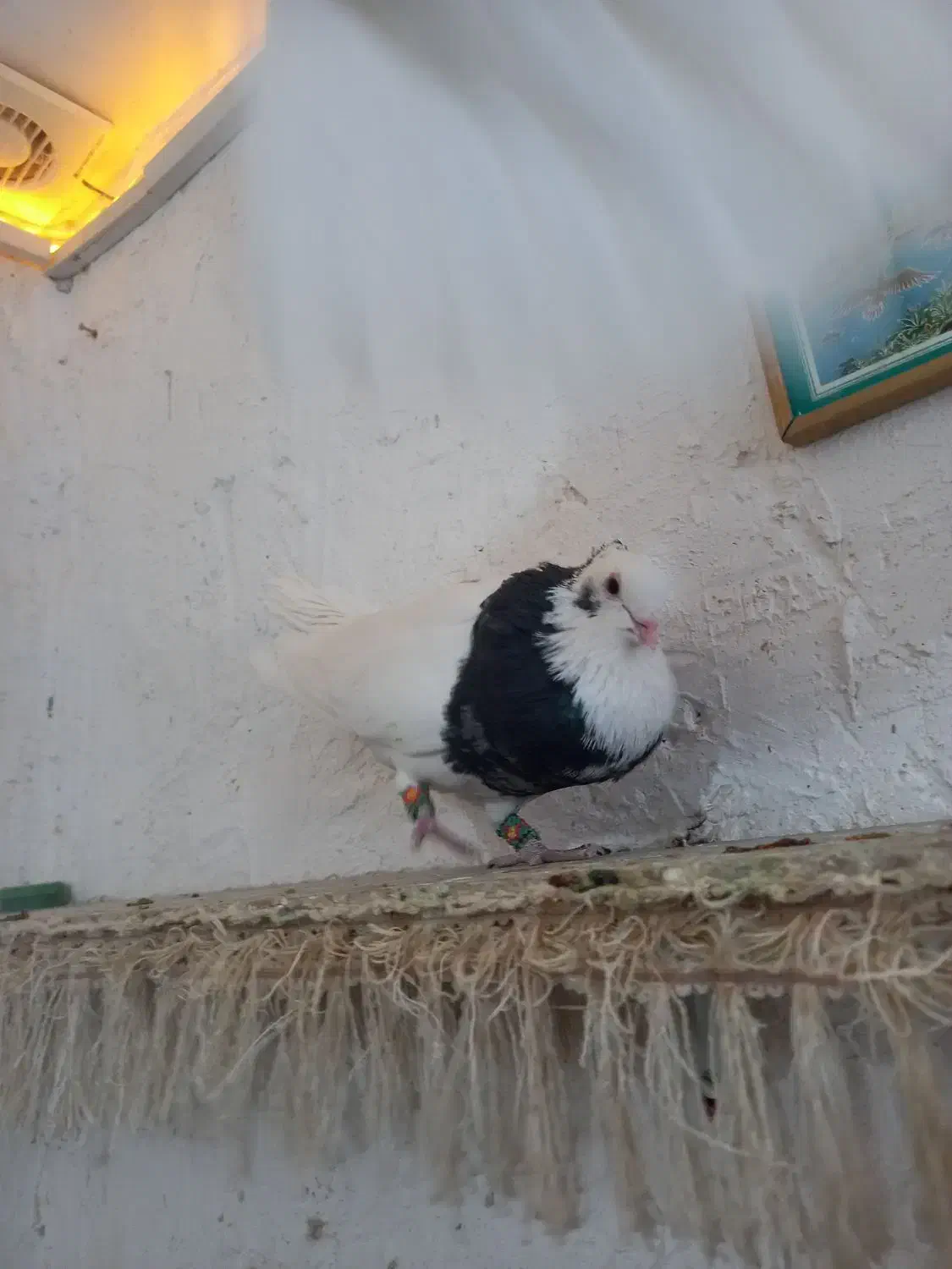 کبوتر طوقی|پرنده|فسا, |دیوار