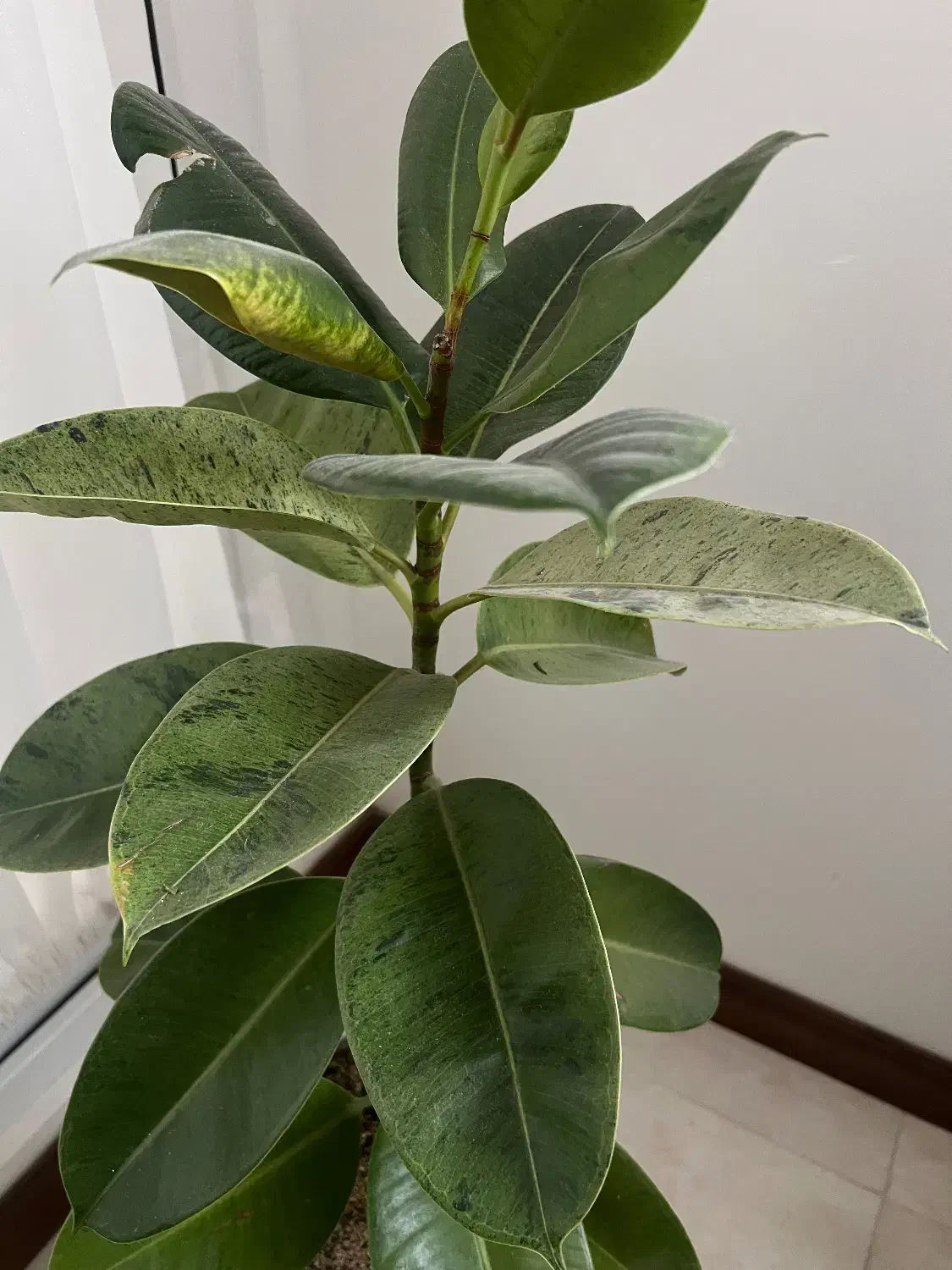 گل فیکوس با گلدان|گل و گیاه طبیعی|قم, انسجام|دیوار