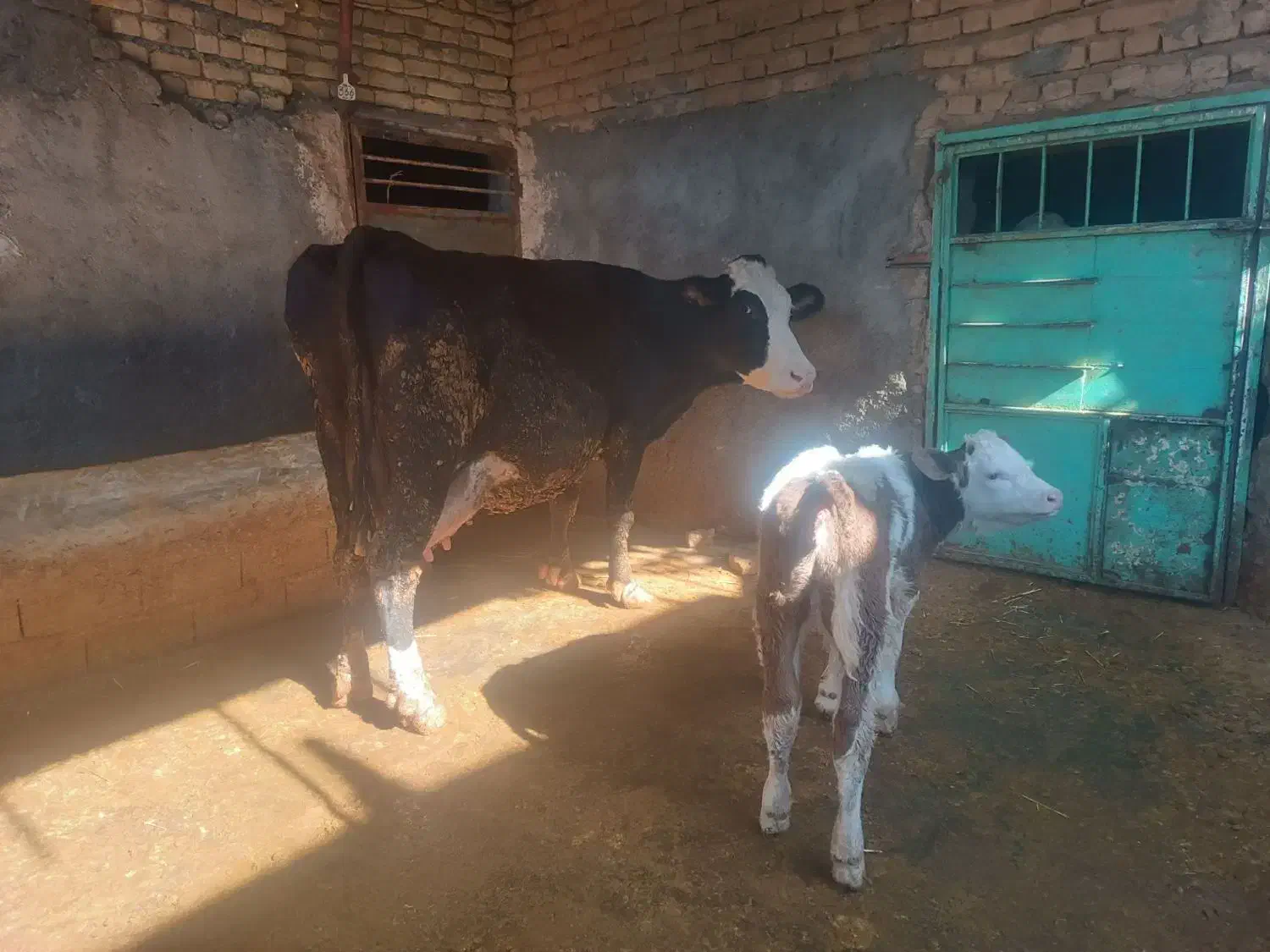 گاو همراه گوساله ماده و تلیسه آبستن|حیوانات مزرعه|بجنورد, |دیوار