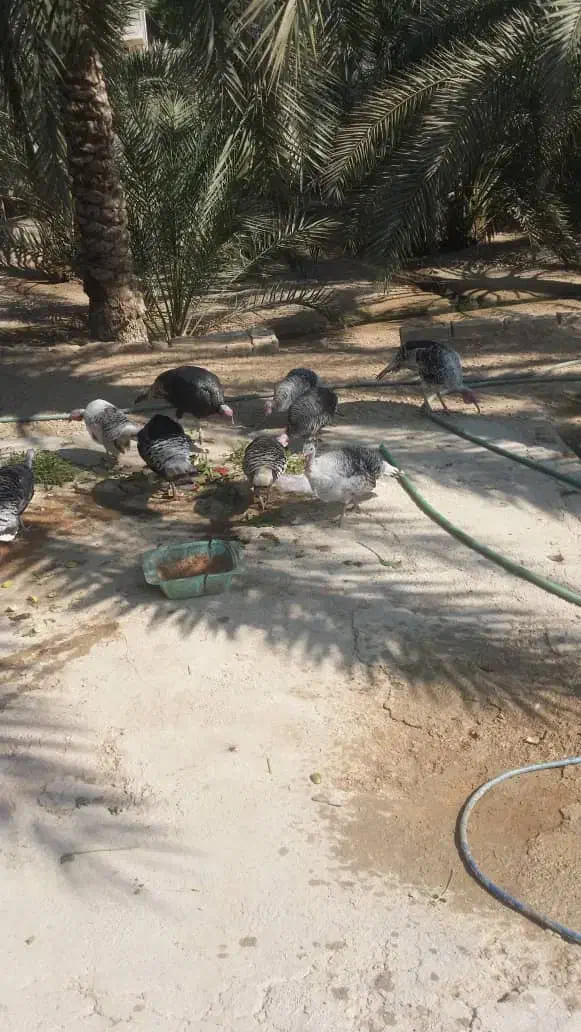 بوقلمون ماده|حیوانات مزرعه|سعدآباد, |دیوار