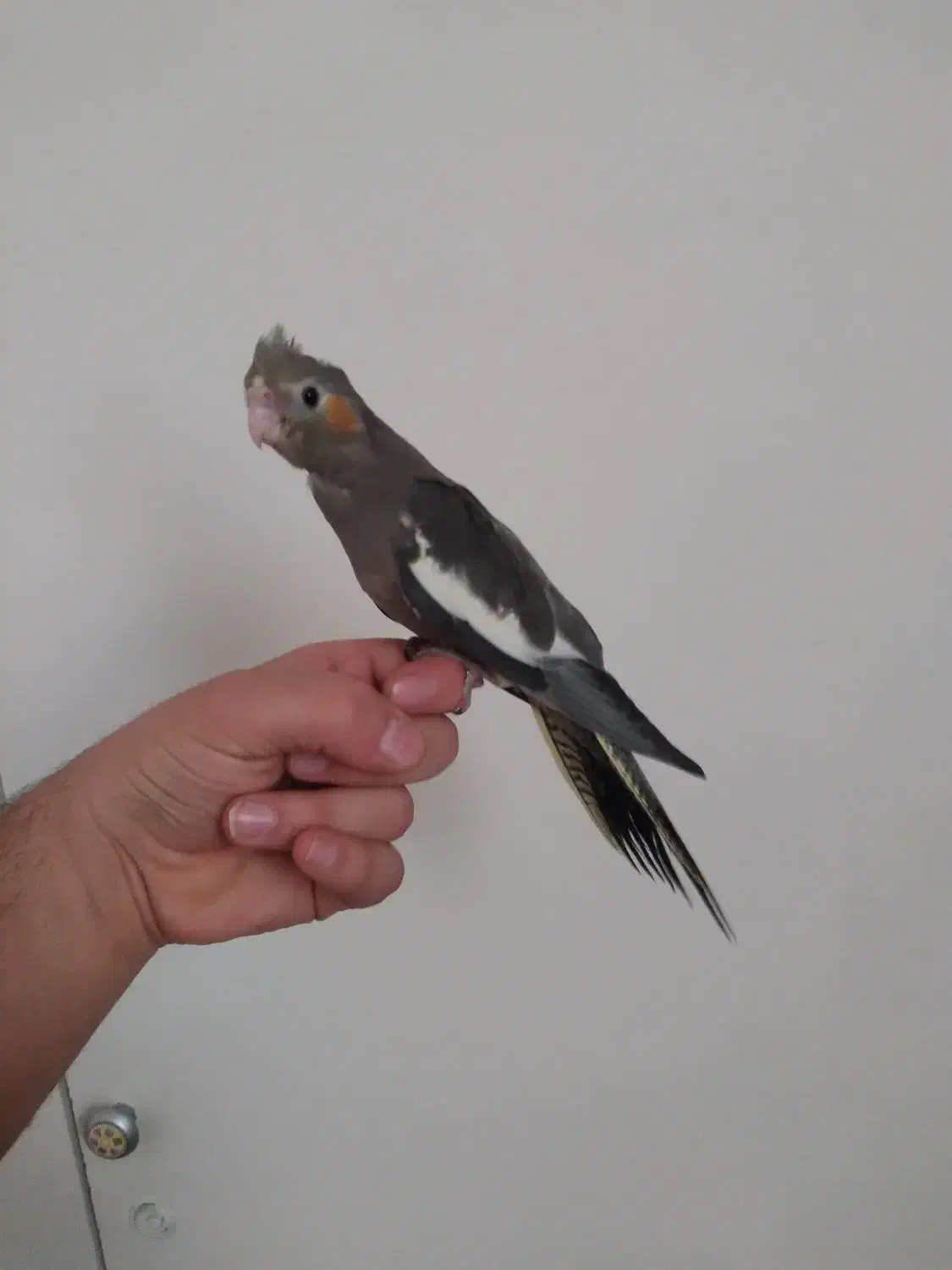 عروس هلندی نر شاه تخم|پرنده|تهران, جوادیه تهرانپارس|دیوار