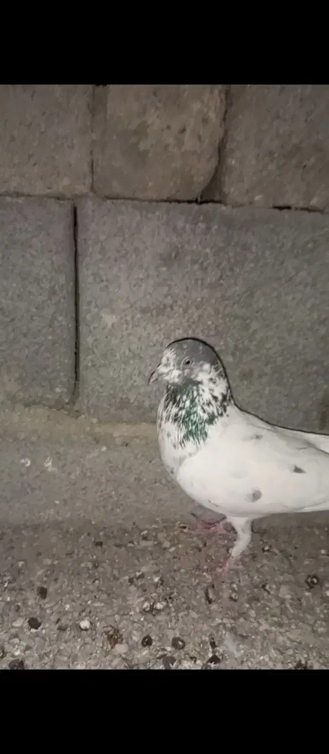 کبوتر پرشی|پرنده|ایرانشهر, |دیوار