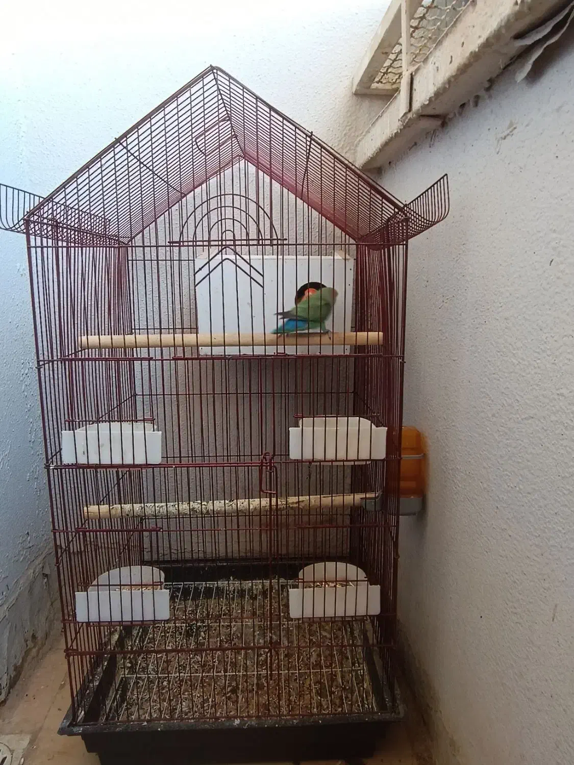 کوتوله برزیلی|پرنده|صدرا-فارس, فاز ۱|دیوار