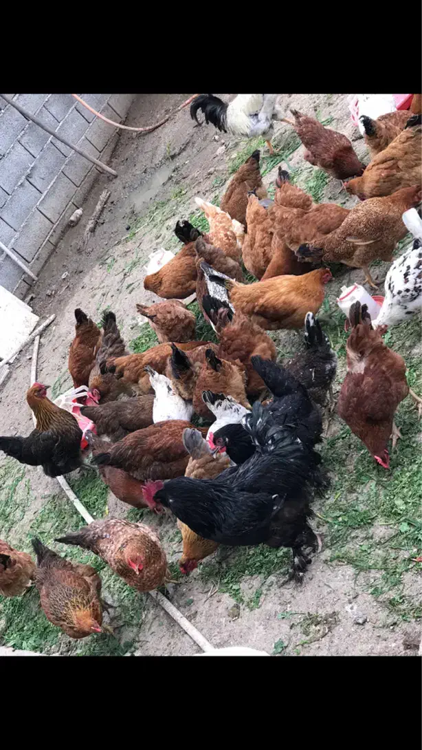 فروش فوری|حیوانات مزرعه|ساری, |دیوار