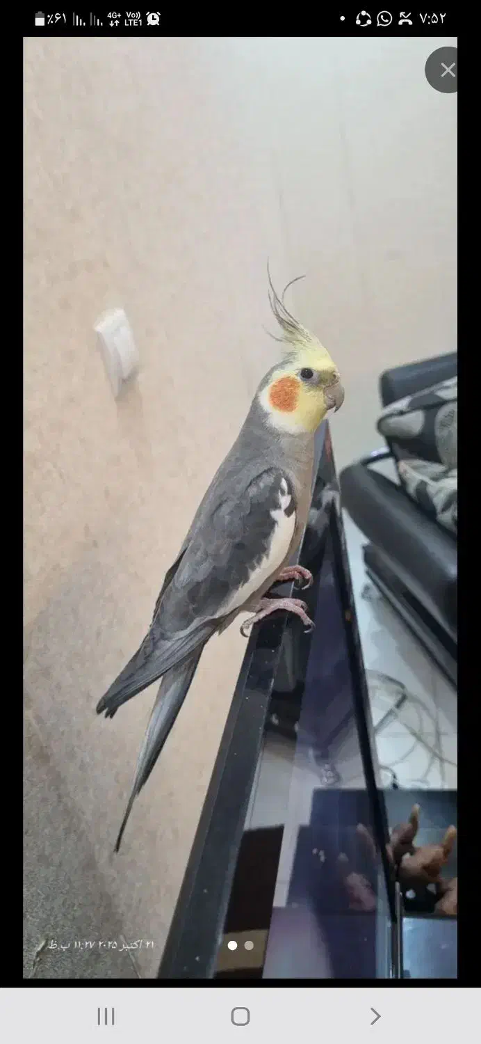 عروس هلندی نر سخنگو دستی ۸ ماهه سرحال|پرنده|یاسوج, |دیوار