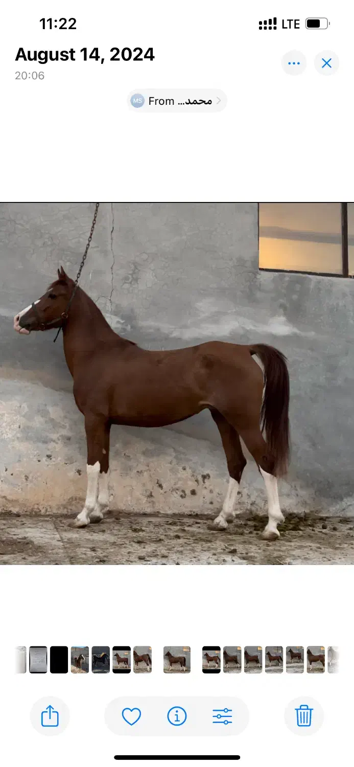 اسب|اسب و تجهیزات اسب‌سواری|اصفهان, قلعه طبره|دیوار