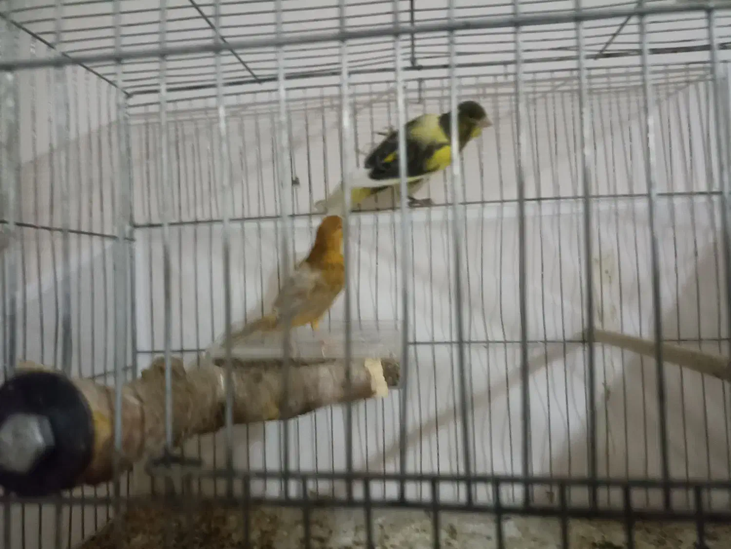 قناری نر و ماده|پرنده|تبریز, |دیوار