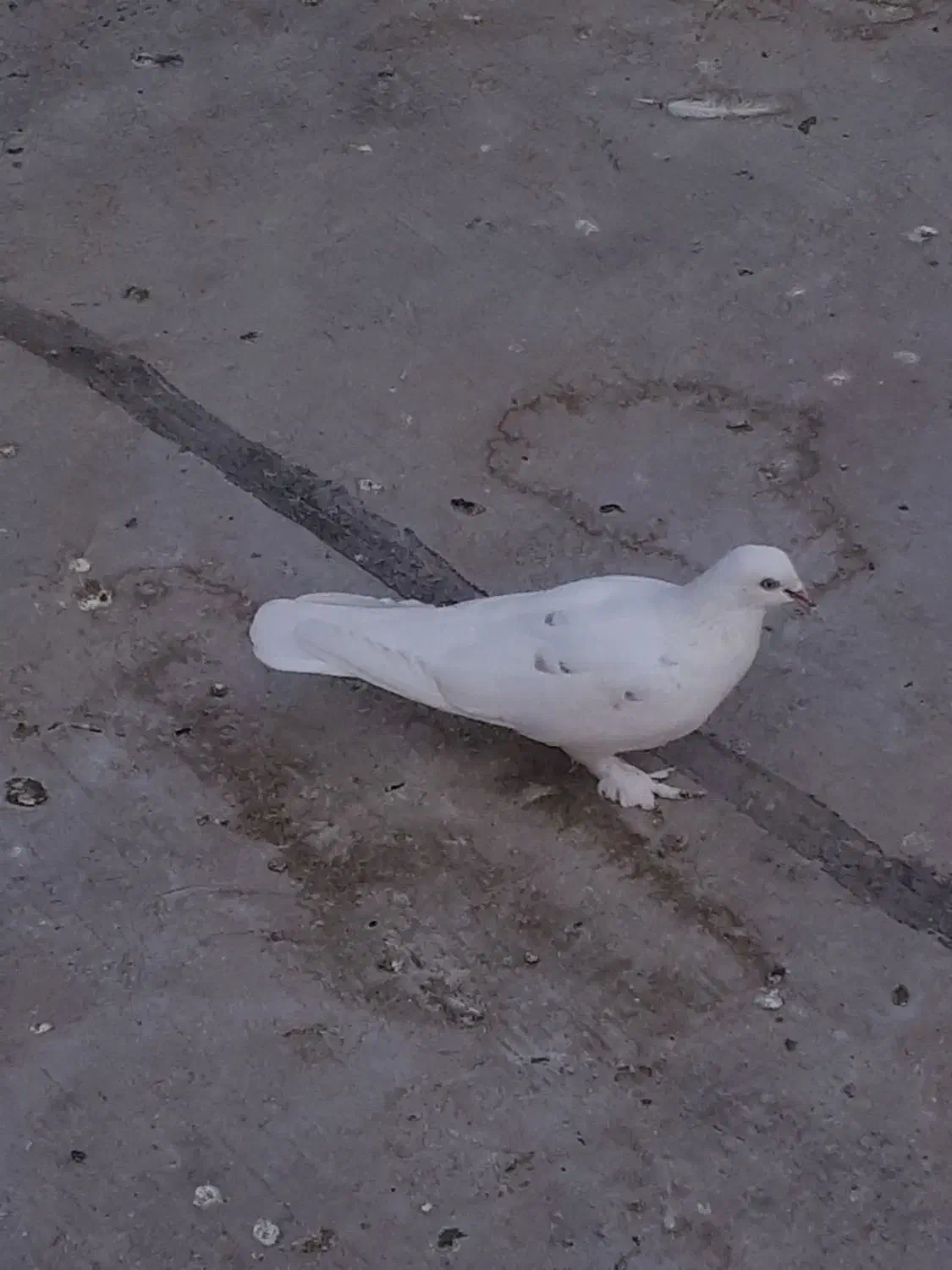 کفتر ماده ، پاپر پرشی..|پرنده|پاکدشت, پاکدشت (مامازند)|دیوار