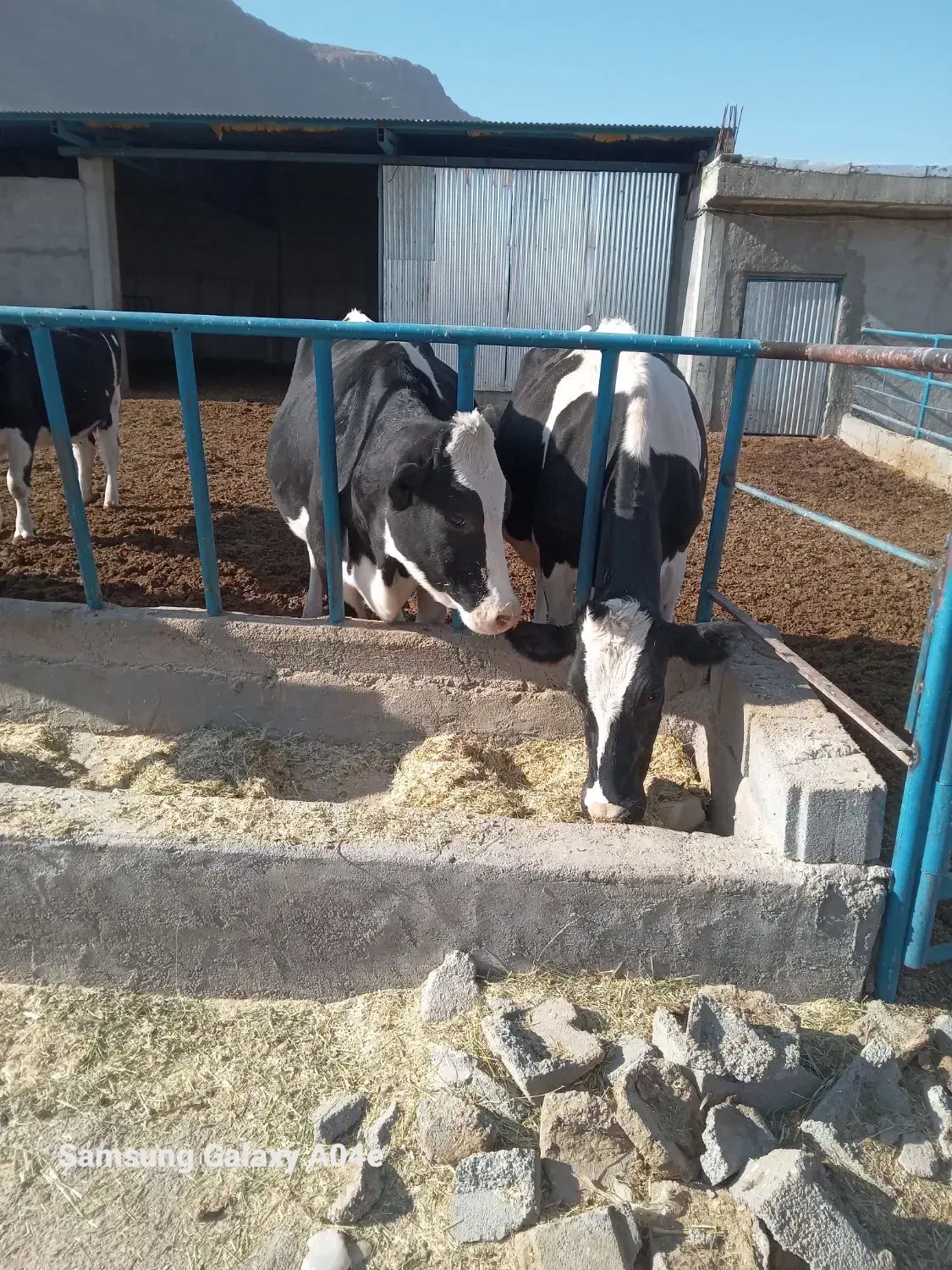 گاو|حیوانات مزرعه|جونقان, |دیوار