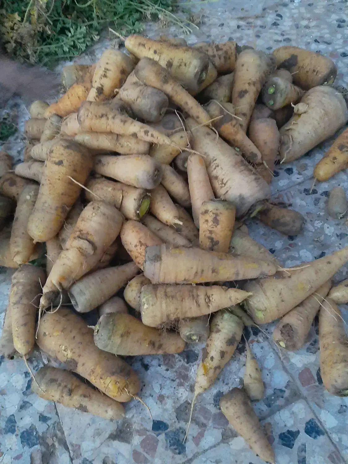 زردک|خوردنی و آشامیدنی|سبزوار, رباط|دیوار