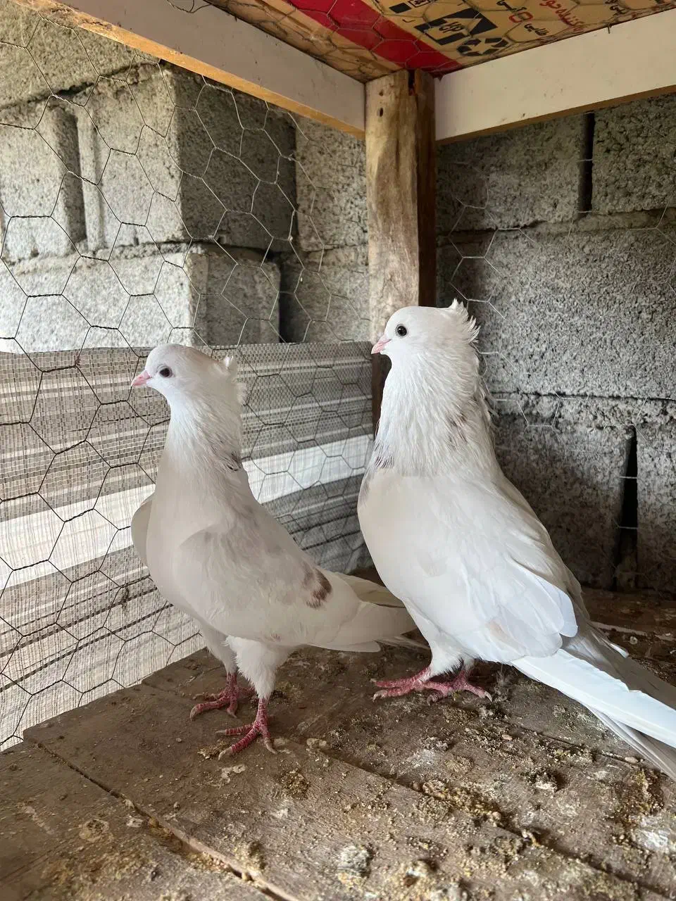 کبوتر پرشی درجه یک|پرنده|بابل, |دیوار