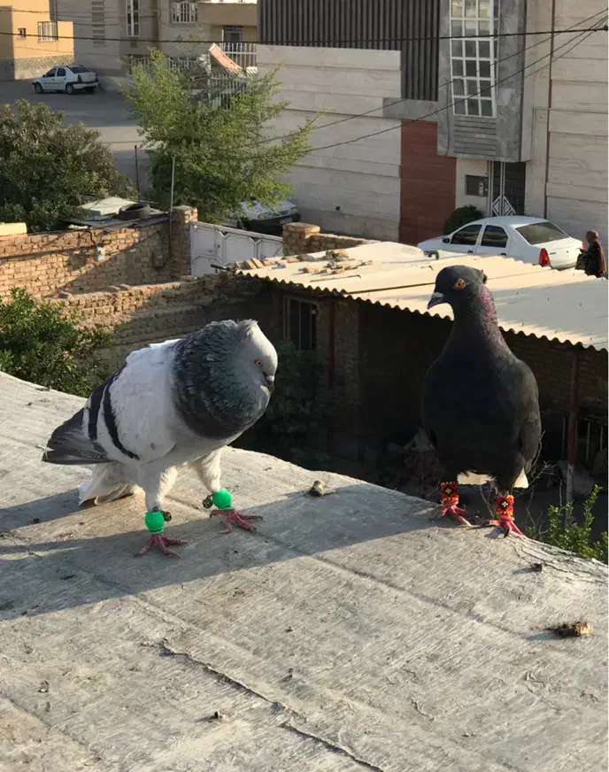 فروش ومعاوضه جفت دمب سفید معاوضه با گنجه یا توربند|پرنده|مرودشت, مسجد رسول‎|دیوار