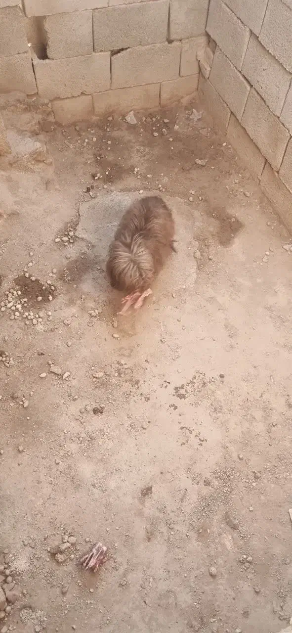 سگ پشمالو|سگ|اردکان, |دیوار