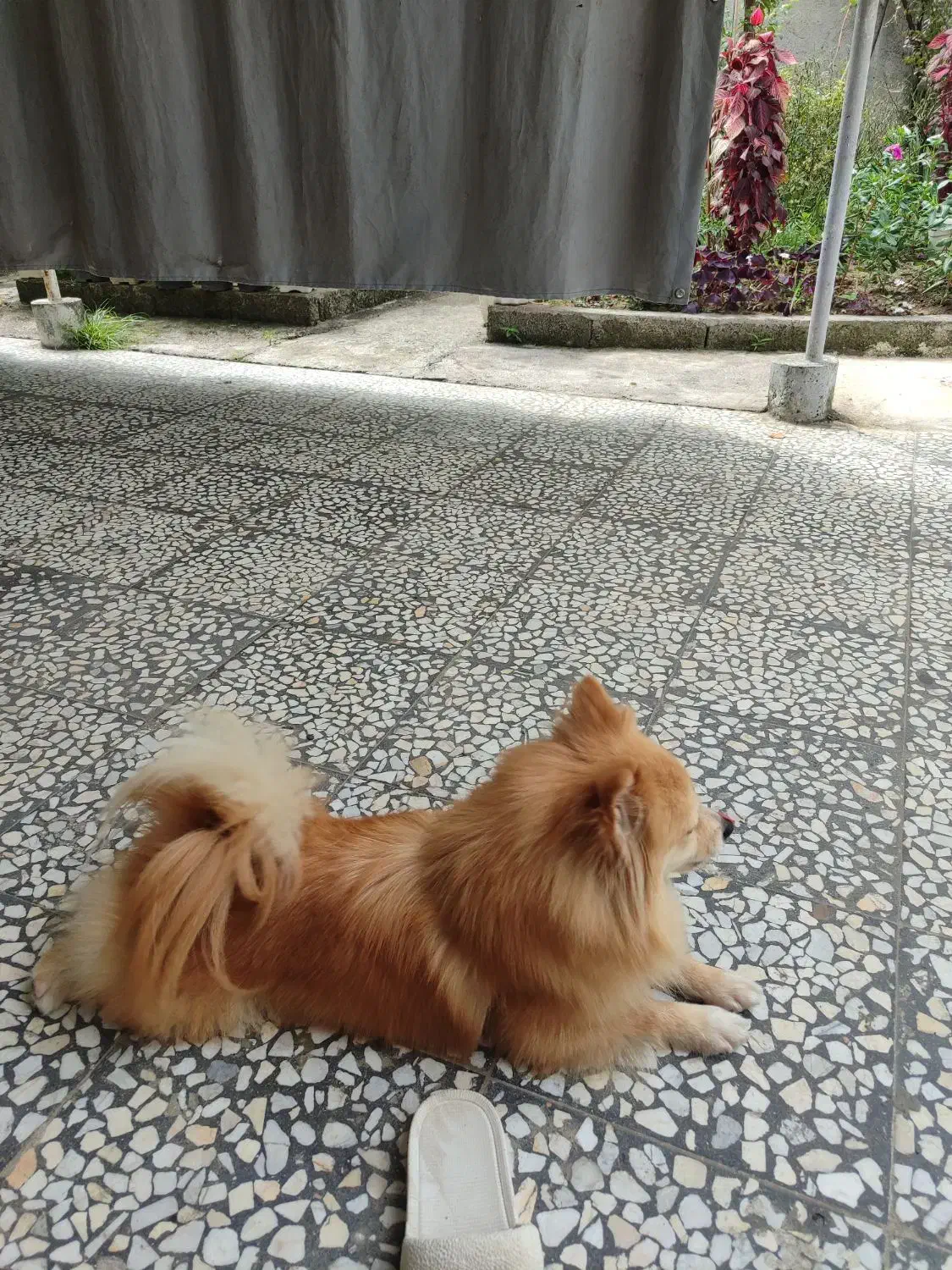 سگ پامر شناسنامه دار|سگ|نوشهر, |دیوار