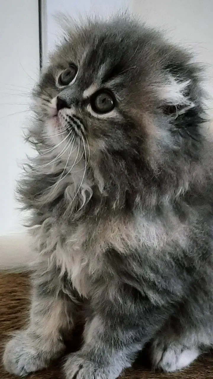 گربه های اشرافی|گربه|صدرا-فارس, فاز ۱|دیوار